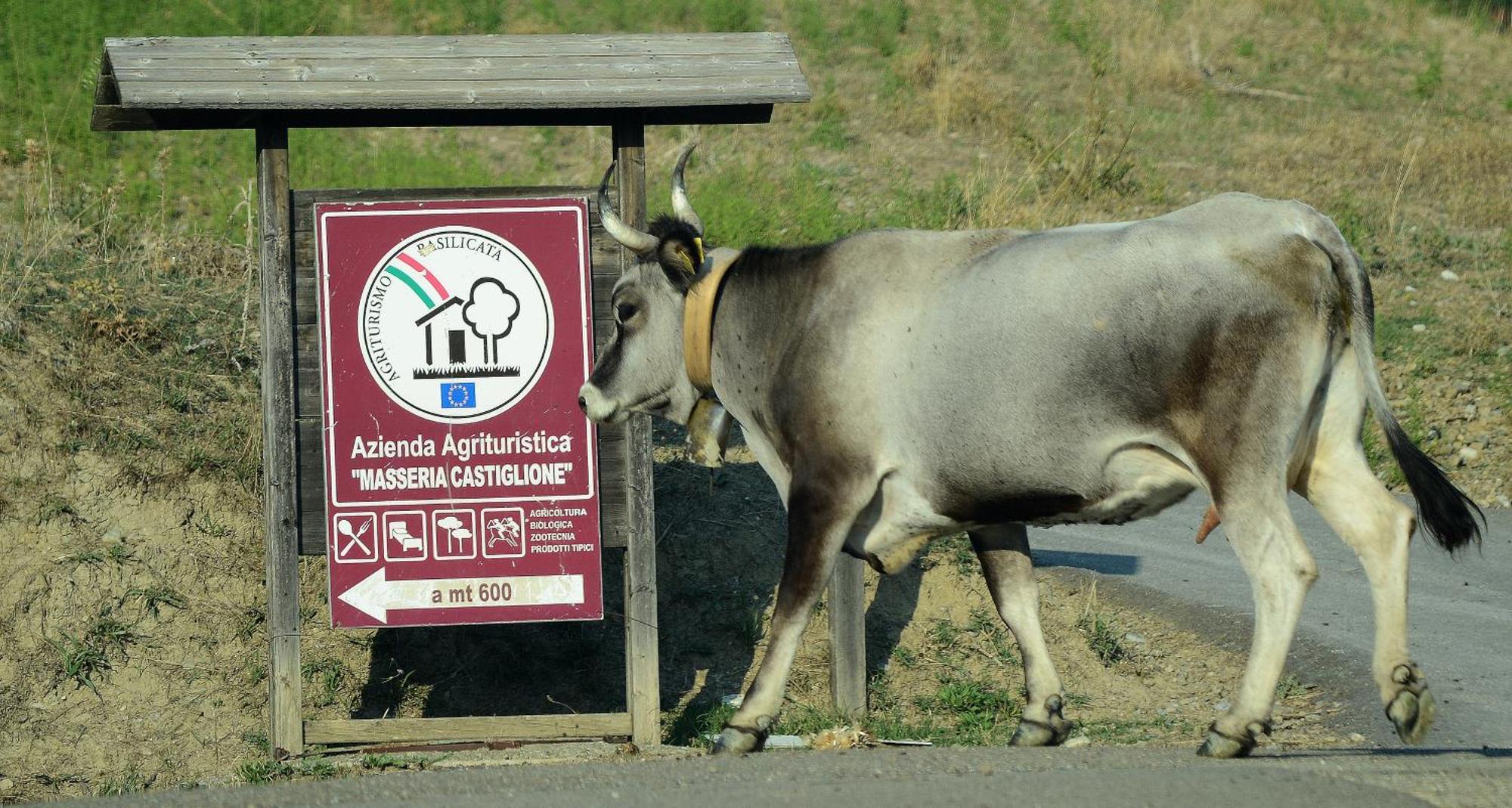 Agriturismo Masseria Castiglione Gallicchio Ngoại thất bức ảnh